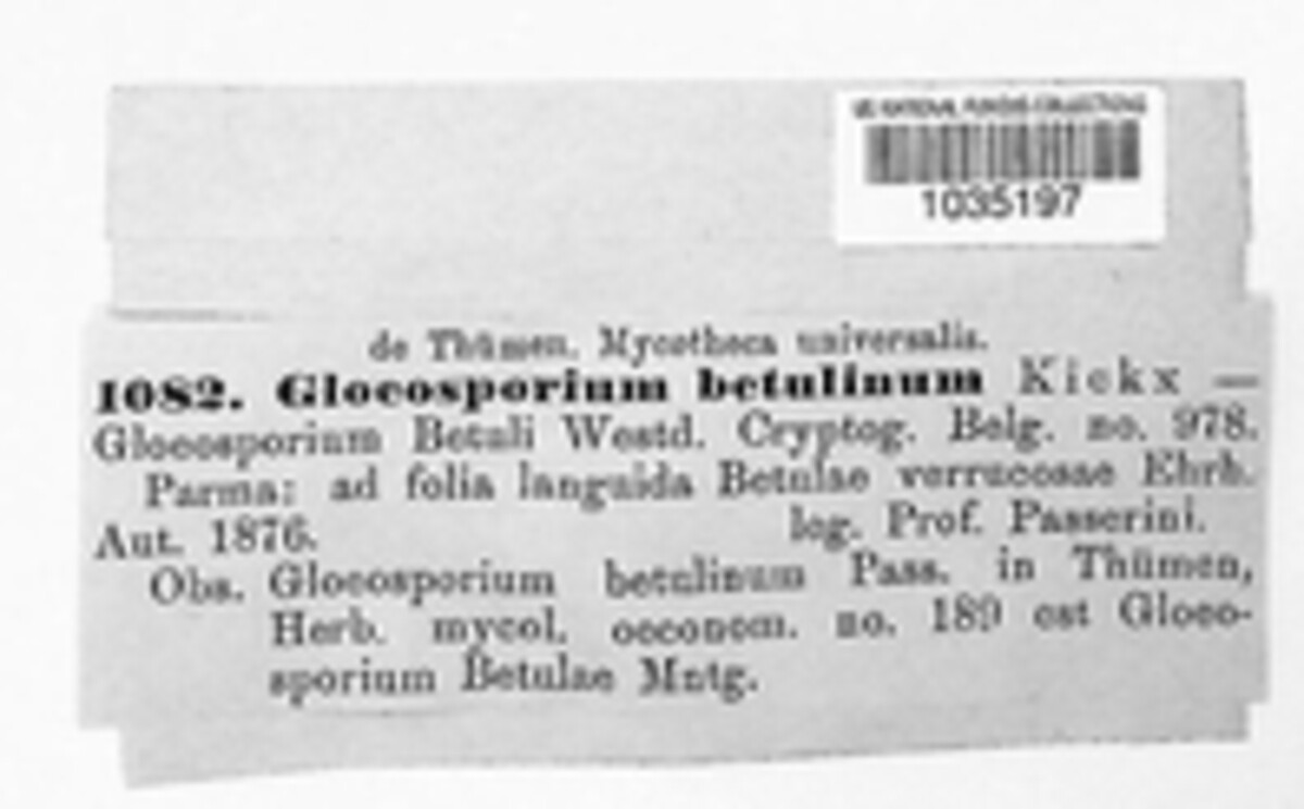 Ophiognomonia intermedia image